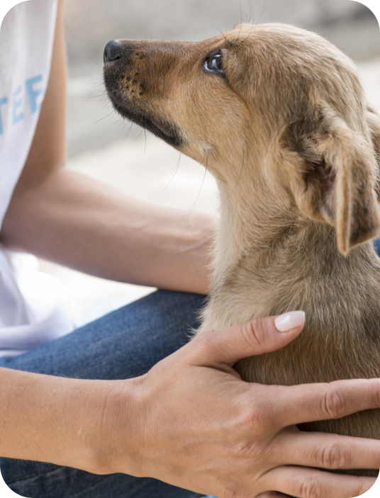 side-view-rescue-dog-loving-affection-receives-from-woman-shelter